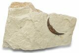 Fossil Rooted Plesiosaur (Libonectes?) Tooth - Asfla, Morocco #252344-1